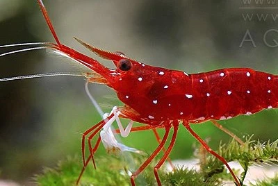 Rød Kardinalreje (Caridina dennerli)